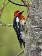 24th Apr 2021 - Red-breasted Sapsucker