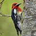 Red-breasted Sapsucker by mitchell304