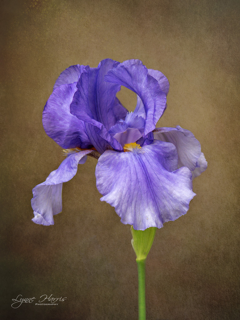 Purple Iris by lynne5477