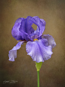 24th Apr 2021 - Purple Iris