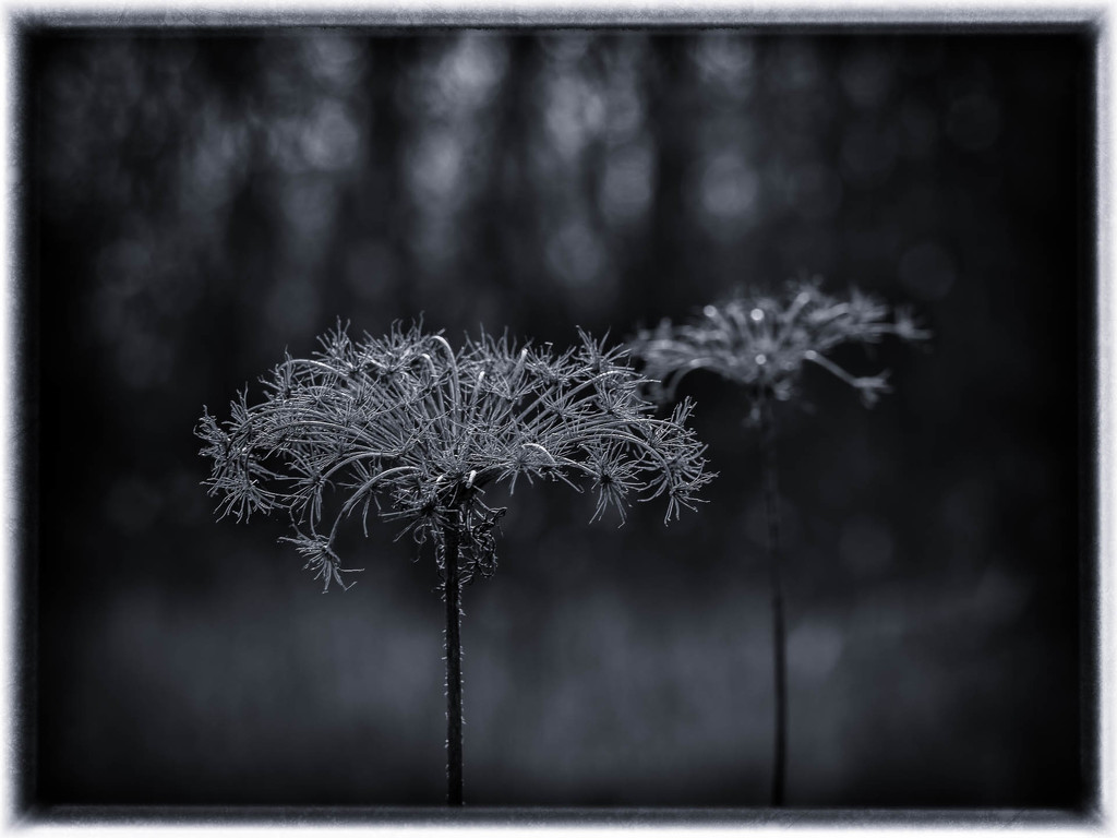 Queen Anne's lace by haskar