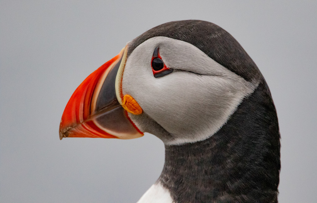 Puffin by lifeat60degrees