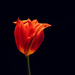 Tulip  by katarzynamorawiec
