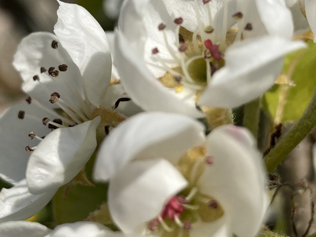Pear Tree Blossom by cataylor41