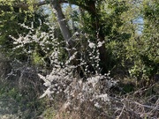 22nd Apr 2021 - Hawthorn Blossom
