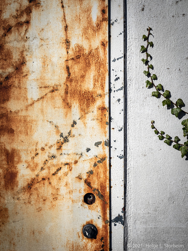 Rusty door and ivy by helstor365