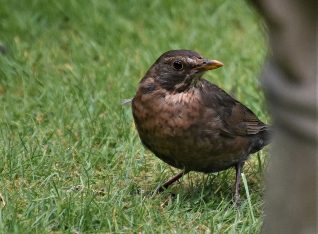 Mummy blackbird by rosiekind