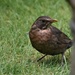 Mummy blackbird by rosiekind