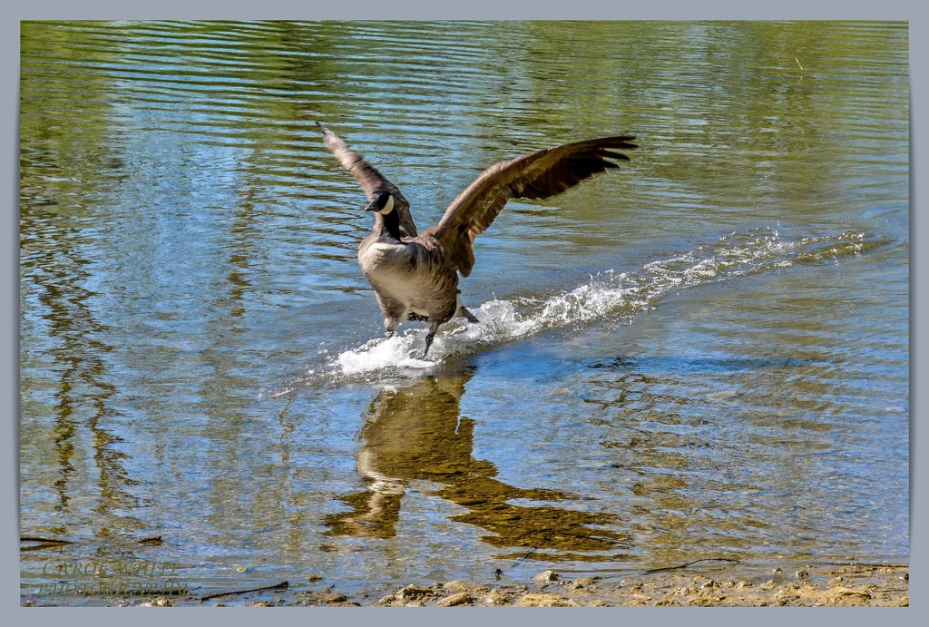 Splash Landing by carolmw