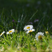 daisies by parisouailleurs