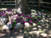 25th Apr 2021 - shade flowers