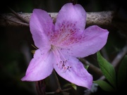 26th Apr 2021 - A purple blossom...