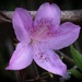 A purple blossom... by marlboromaam