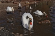 25th Apr 2021 - Swans 