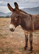 25th Apr 2021 - Donkey