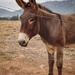 Donkey by salza