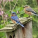 Mr. & Mrs. Eastern Bluebird Take 2 by beckyk365