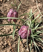 25th Apr 2021 - Drooping tulip