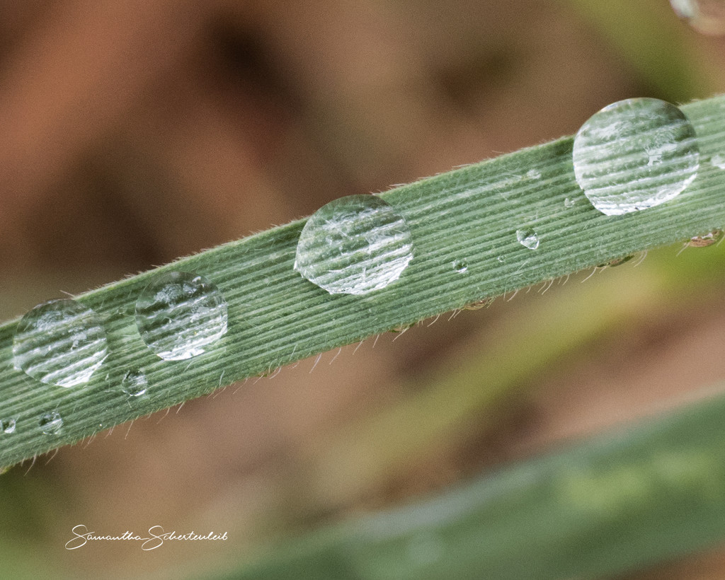 Droplets by sschertenleib