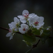 25th Apr 2021 - Pear Blossoms