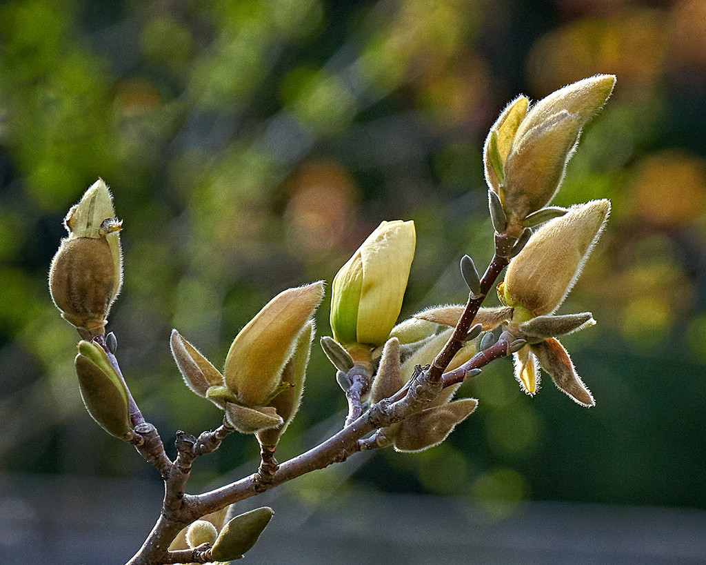 Sunlit Magnolia by gardencat