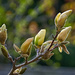 Sunlit Magnolia by gardencat