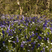 A carpet of bluebells by 365projectorglisa