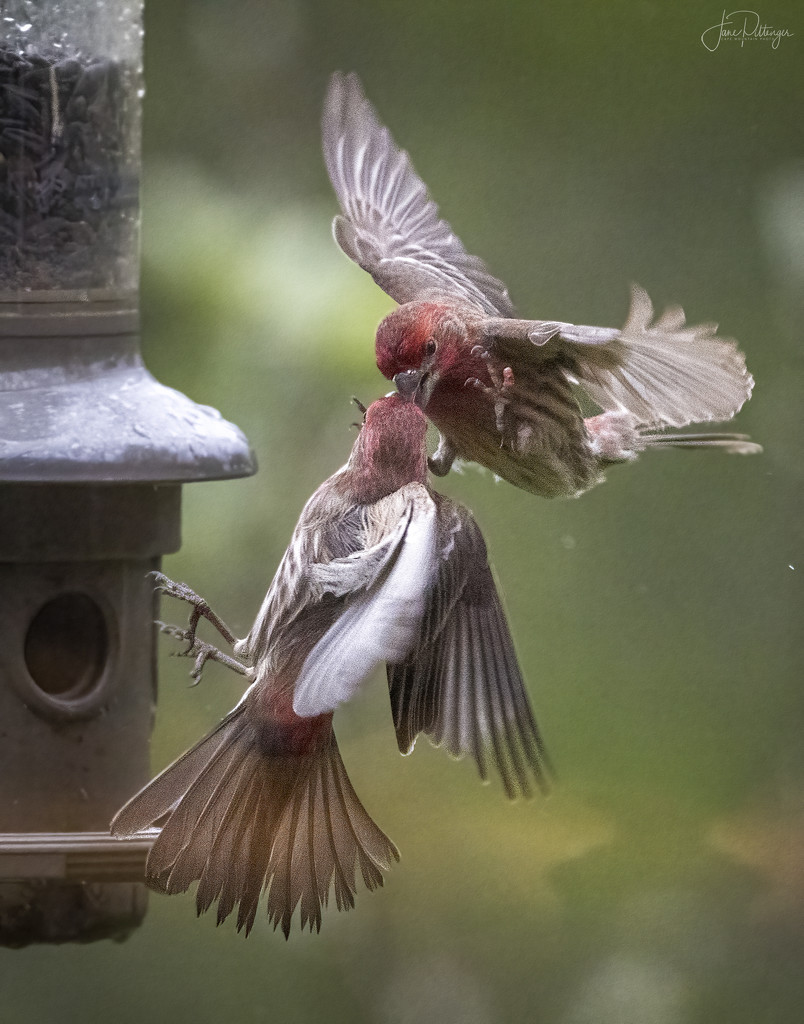 House Finch Squabble At the Feeder  by jgpittenger