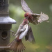 House Finch Squabble At the Feeder  by jgpittenger