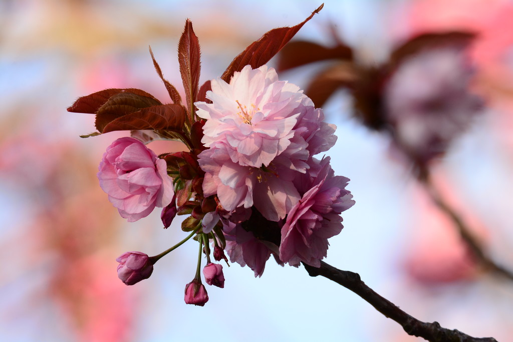 Cherry Blossom..... by ziggy77