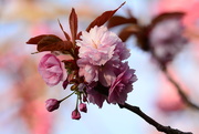 25th Apr 2021 - Cherry Blossom.....