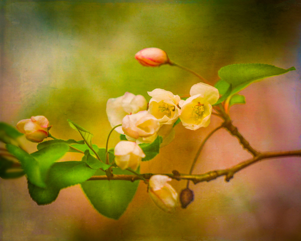 painterly blossoms by jernst1779