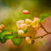 painterly blossoms by jernst1779