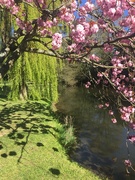 25th Apr 2021 - Cherry blossoms and weeping willows 