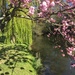 Cherry blossoms and weeping willows  by snowy