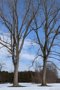 24th Feb 2021 - Trees in winter