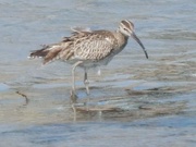 25th Apr 2021 - Another Place Another Whimbrel