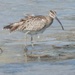 Another Place Another Whimbrel by moirab