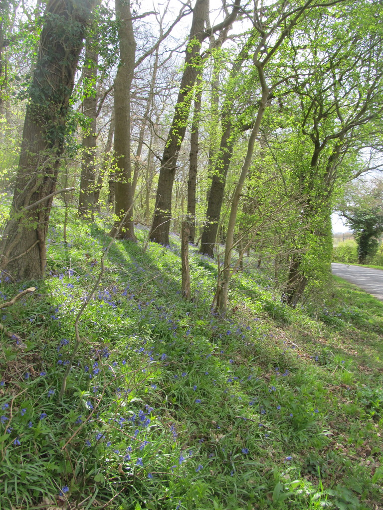 in search of bluebells by speedwell