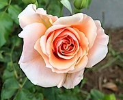 25th Apr 2021 - Rose