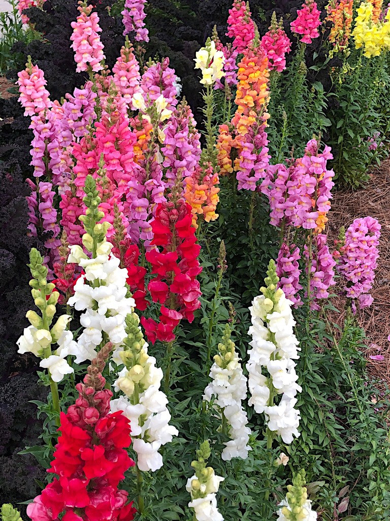 Colorful snap dragons by congaree
