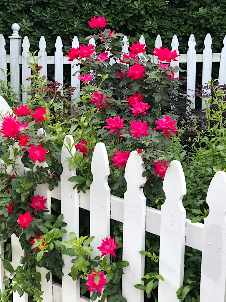 Picket fence and roses by congaree