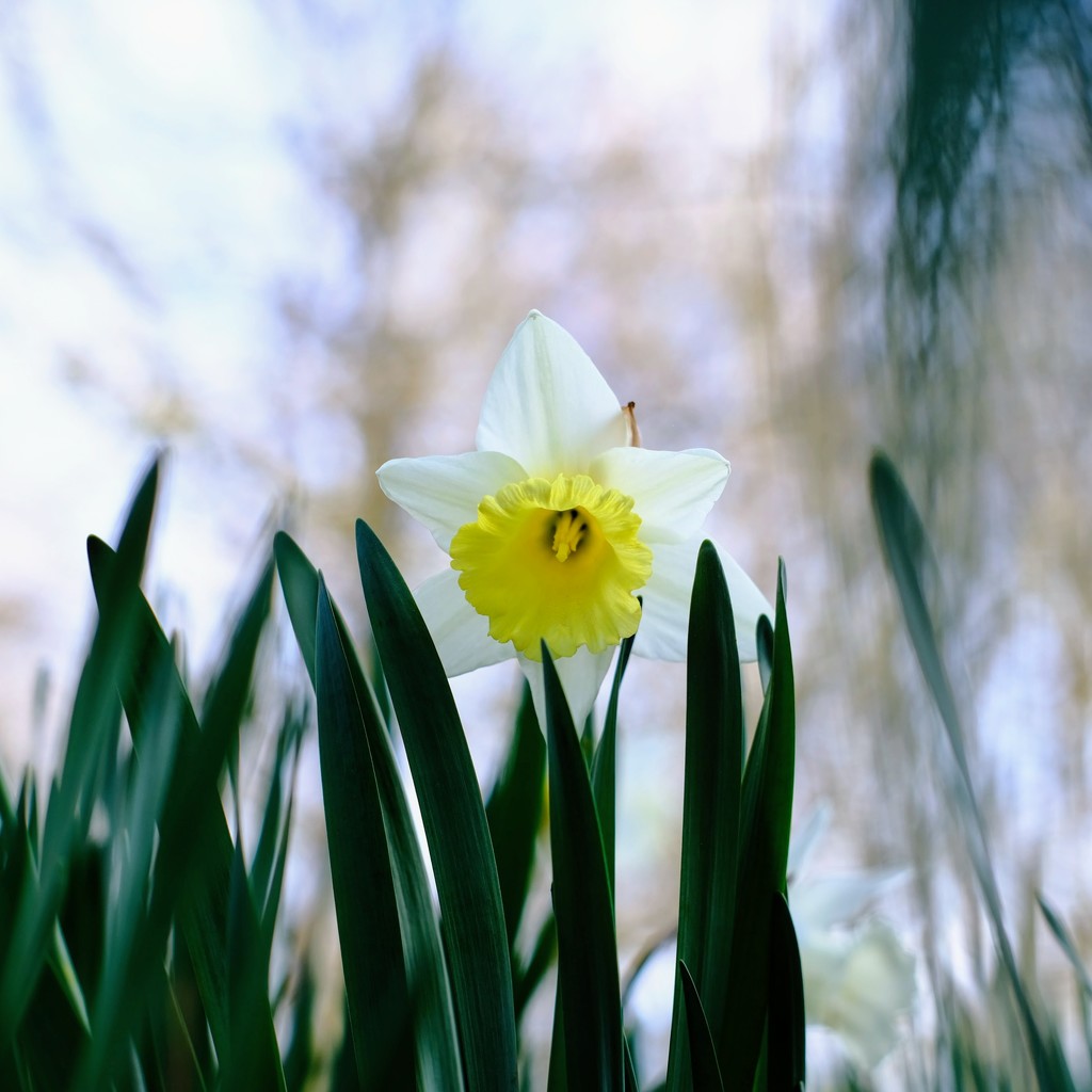 Daffodil 26 by 4rky