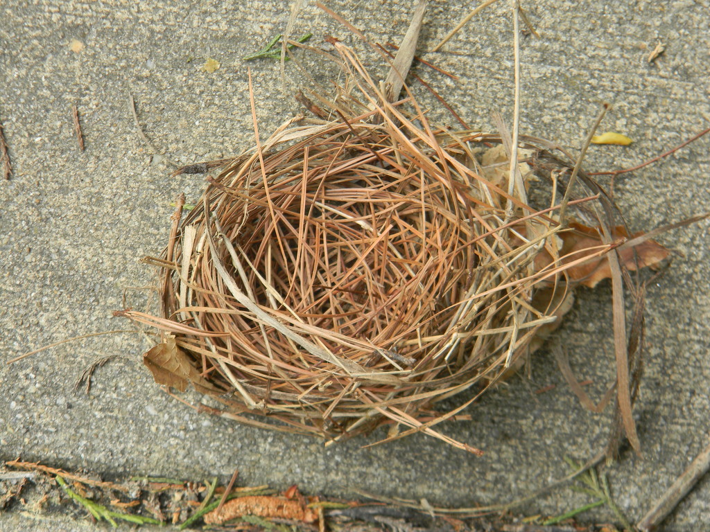 Bird's Nest by sfeldphotos