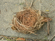 25th Apr 2021 - Bird's Nest
