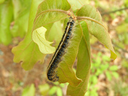 24th Apr 2021 - Tent caterpillar