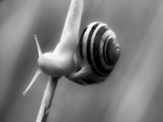 25th Apr 2021 - the snail...