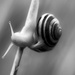 the snail... by northy