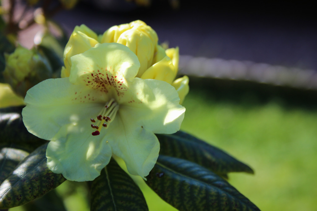 Rhododendron by nodrognai