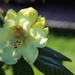 Rhododendron by nodrognai